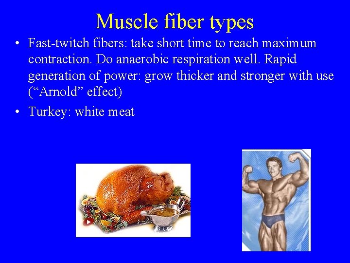 Muscle fiber types • Fast-twitch fibers: take short time to reach maximum contraction. Do