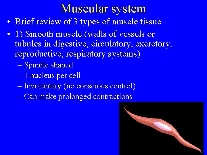 Muscular system • Brief review of 3 types of muscle tissue • 1) Smooth