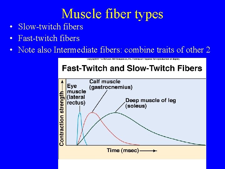 Muscle fiber types • Slow-twitch fibers • Fast-twitch fibers • Note also Intermediate fibers: