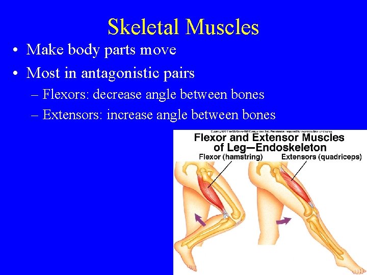 Skeletal Muscles • Make body parts move • Most in antagonistic pairs – Flexors: