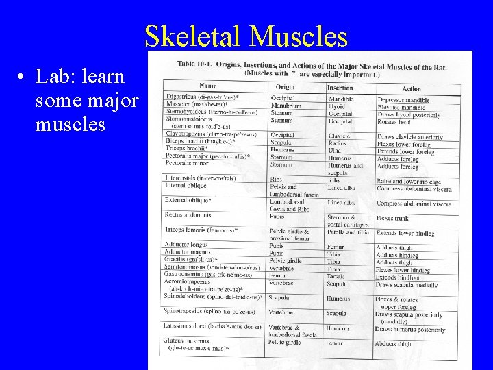 Skeletal Muscles • Lab: learn some major muscles 