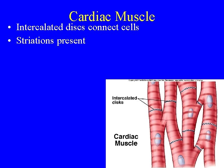 Cardiac Muscle • Intercalated discs connect cells • Striations present 