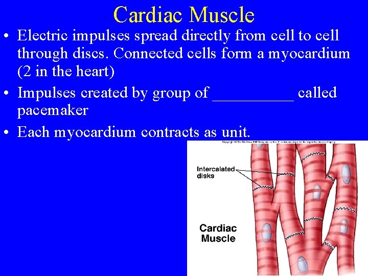 Cardiac Muscle • Electric impulses spread directly from cell to cell through discs. Connected