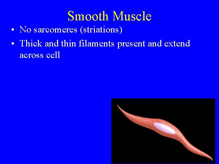 Smooth Muscle • No sarcomeres (striations) • Thick and thin filaments present and extend