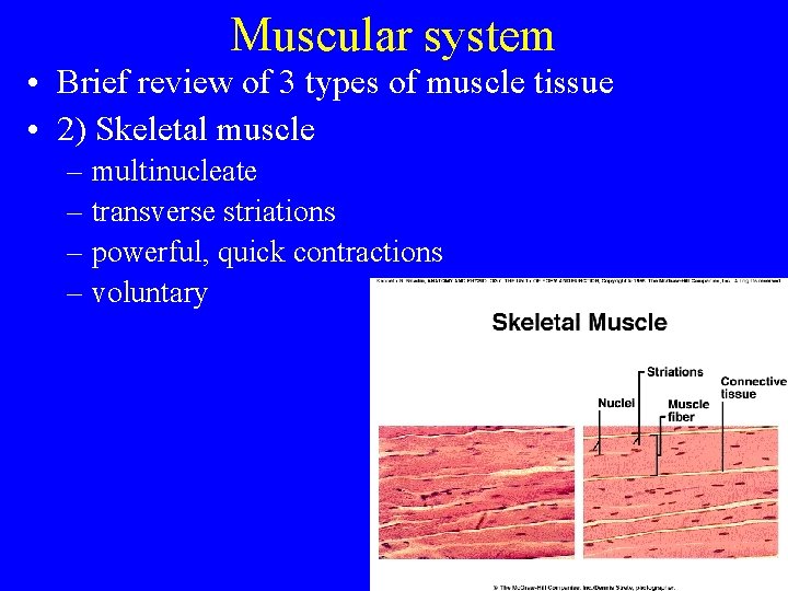 Muscular system • Brief review of 3 types of muscle tissue • 2) Skeletal