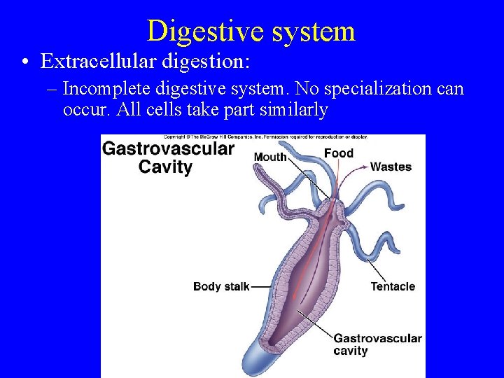 Digestive system • Extracellular digestion: – Incomplete digestive system. No specialization can occur. All