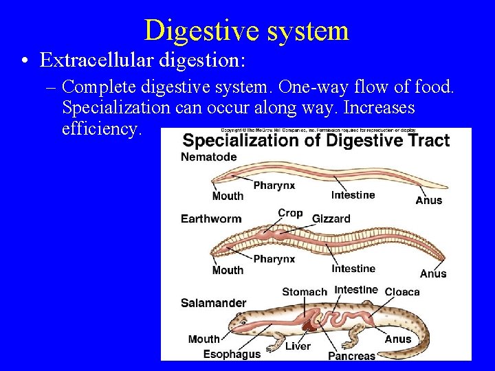 Digestive system • Extracellular digestion: – Complete digestive system. One-way flow of food. Specialization