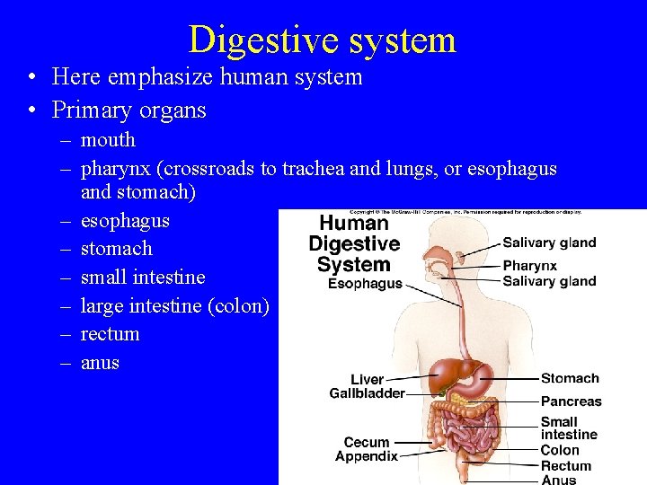 Digestive system • Here emphasize human system • Primary organs – mouth – pharynx