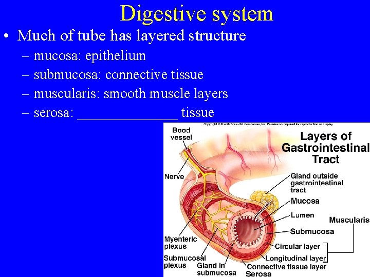 Digestive system • Much of tube has layered structure – mucosa: epithelium – submucosa: