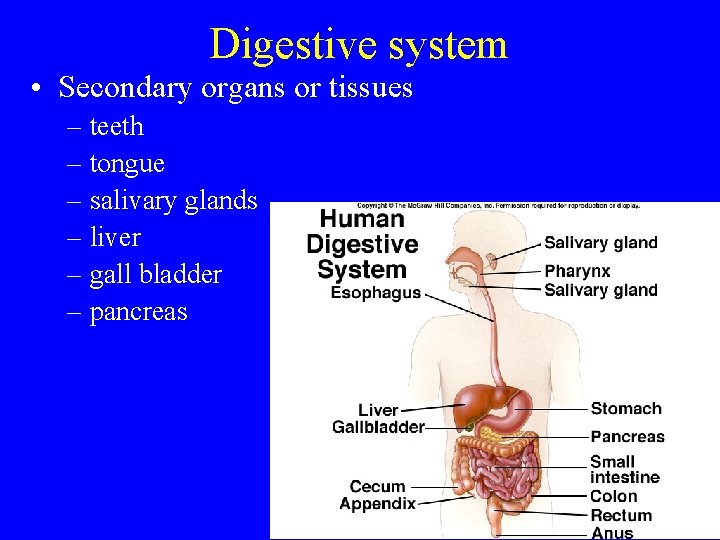 Digestive system • Secondary organs or tissues – teeth – tongue – salivary glands