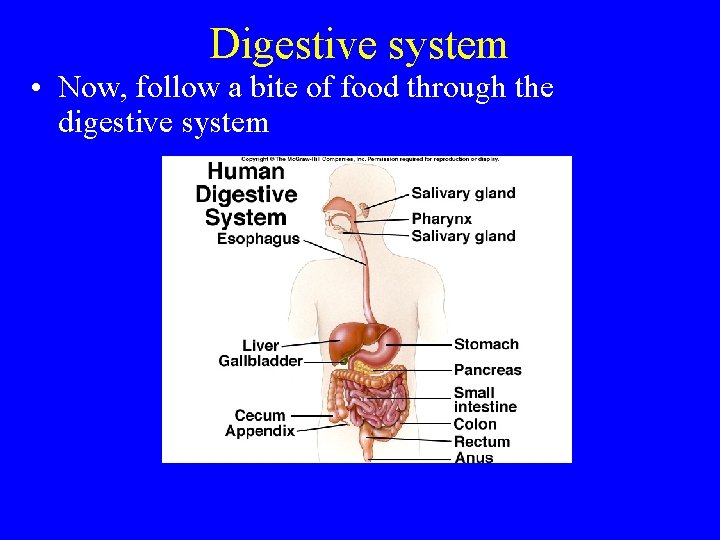 Digestive system • Now, follow a bite of food through the digestive system 