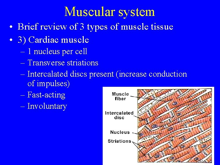 Muscular system • Brief review of 3 types of muscle tissue • 3) Cardiac