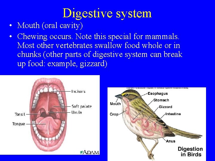 Digestive system • Mouth (oral cavity) • Chewing occurs. Note this special for mammals.