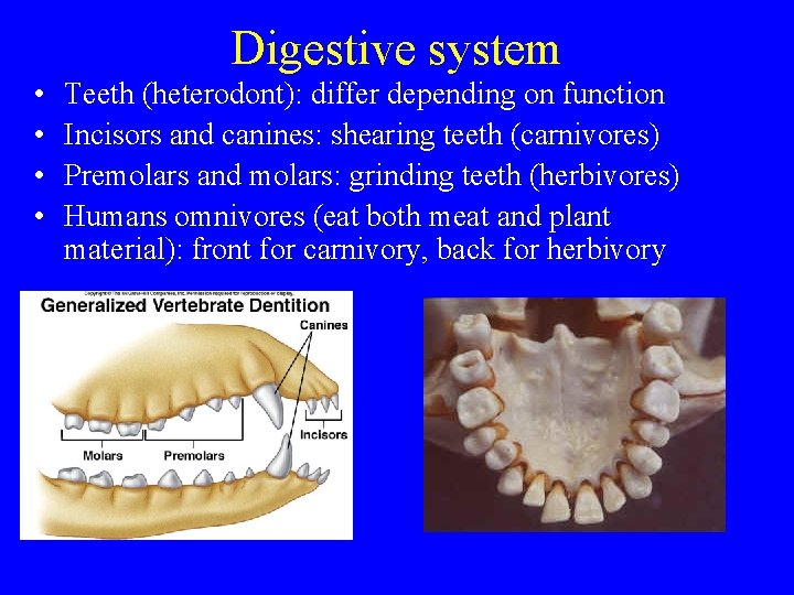 Digestive system • • Teeth (heterodont): differ depending on function Incisors and canines: shearing