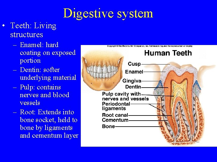 Digestive system • Teeth: Living structures – Enamel: hard coating on exposed portion –