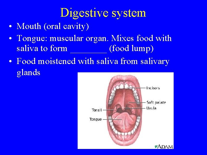 Digestive system • Mouth (oral cavity) • Tongue: muscular organ. Mixes food with saliva