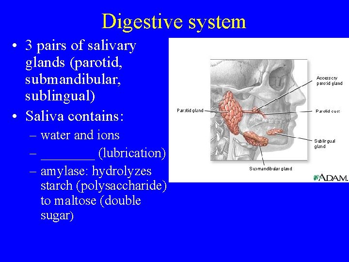 Digestive system • 3 pairs of salivary glands (parotid, submandibular, sublingual) • Saliva contains: