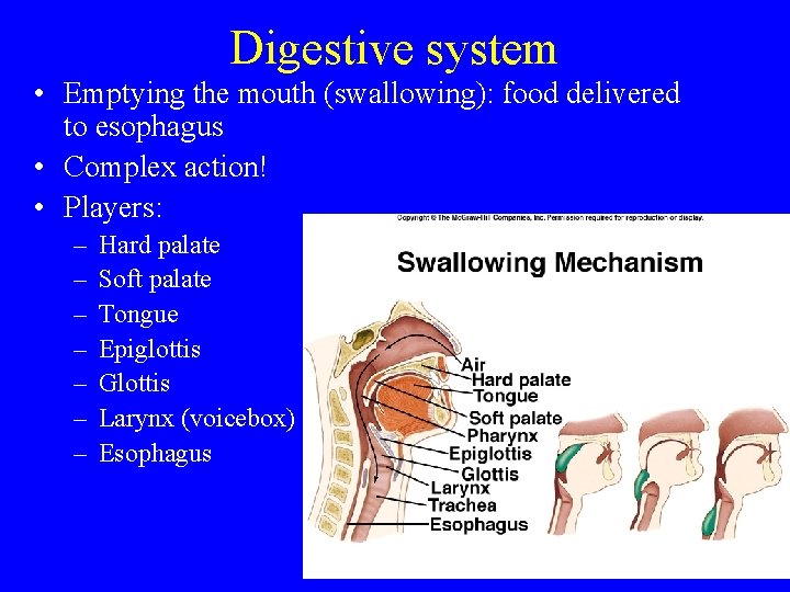 Digestive system • Emptying the mouth (swallowing): food delivered to esophagus • Complex action!