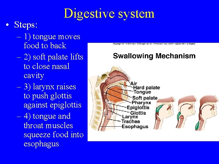  • Steps: Digestive system – 1) tongue moves food to back – 2)