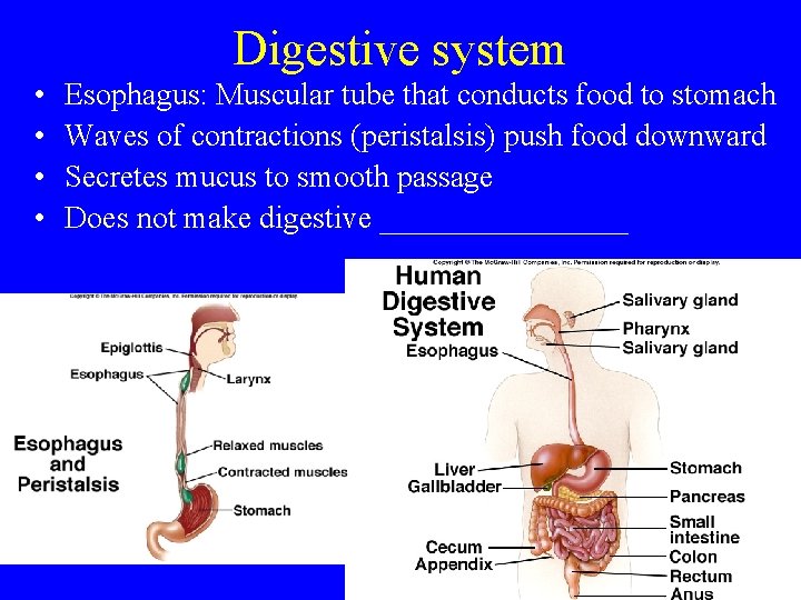 Digestive system • • Esophagus: Muscular tube that conducts food to stomach Waves of