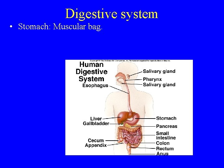 Digestive system • Stomach: Muscular bag. 