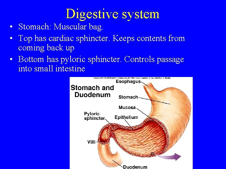 Digestive system • Stomach: Muscular bag. • Top has cardiac sphincter. Keeps contents from