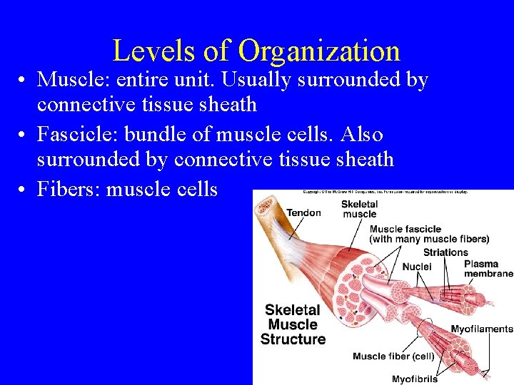 Levels of Organization • Muscle: entire unit. Usually surrounded by connective tissue sheath •