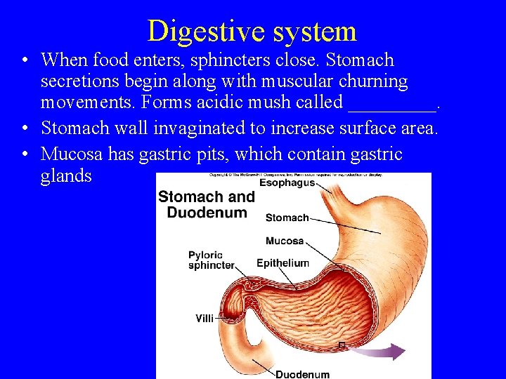 Digestive system • When food enters, sphincters close. Stomach secretions begin along with muscular