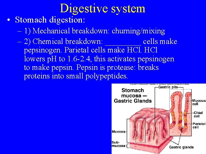 Digestive system • Stomach digestion: – 1) Mechanical breakdown: churning/mixing – 2) Chemical breakdown: