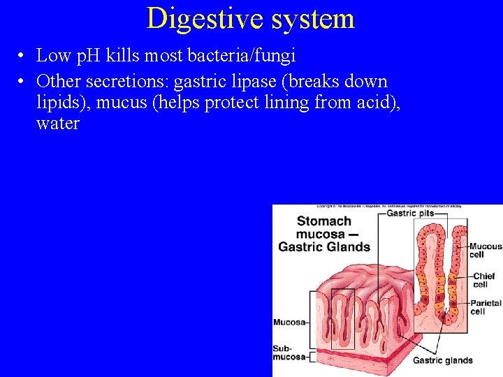Digestive system • Low p. H kills most bacteria/fungi • Other secretions: gastric lipase