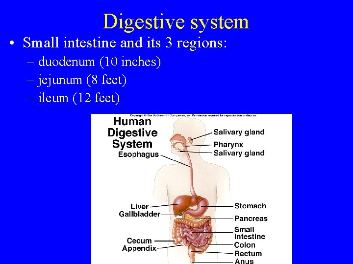 Digestive system • Small intestine and its 3 regions: – duodenum (10 inches) –