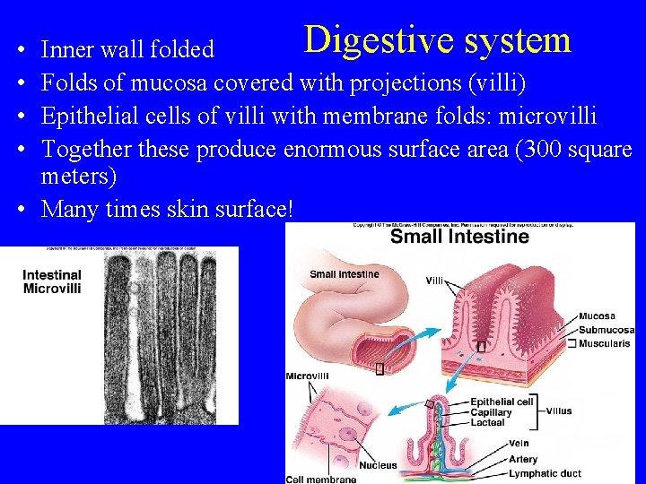 Digestive system Inner wall folded Folds of mucosa covered with projections (villi) Epithelial cells