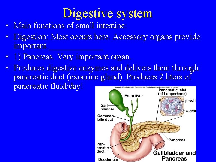 Digestive system • Main functions of small intestine: • Digestion: Most occurs here. Accessory