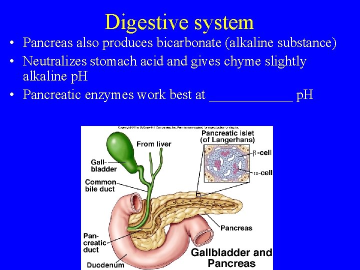 Digestive system • Pancreas also produces bicarbonate (alkaline substance) • Neutralizes stomach acid and