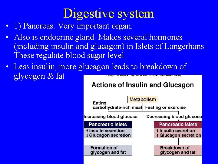 Digestive system • 1) Pancreas. Very important organ. • Also is endocrine gland. Makes