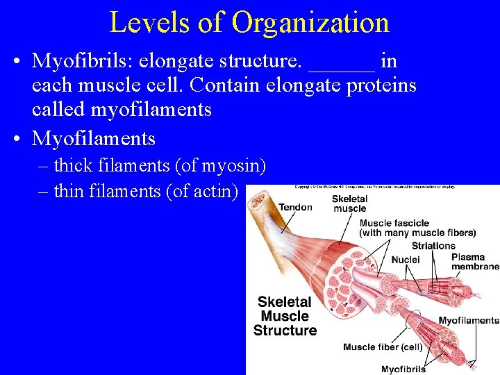 Levels of Organization • Myofibrils: elongate structure. ______ in each muscle cell. Contain elongate