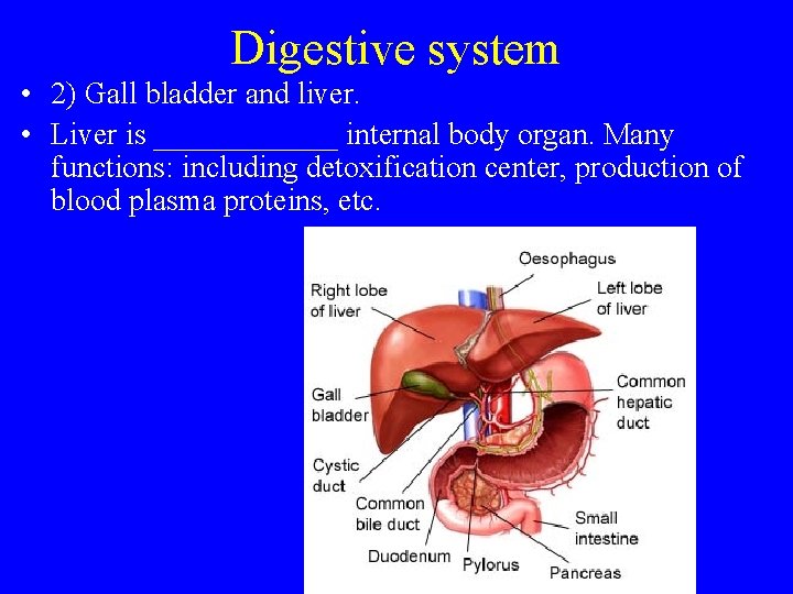 Digestive system • 2) Gall bladder and liver. • Liver is ______ internal body