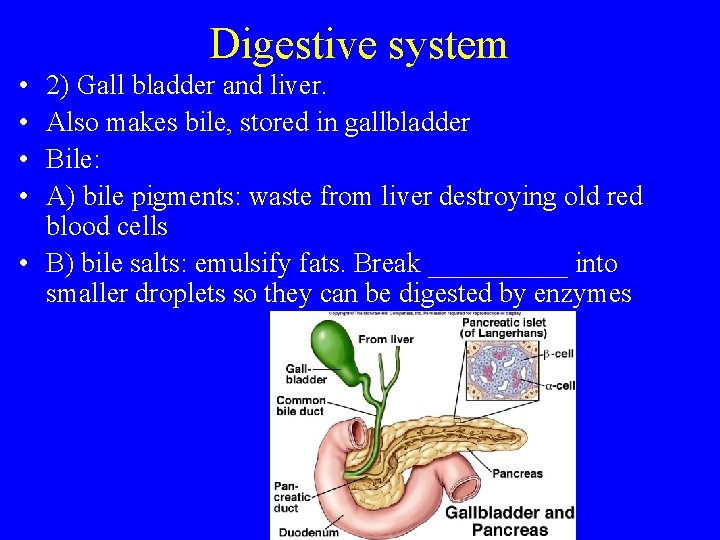 Digestive system • • 2) Gall bladder and liver. Also makes bile, stored in