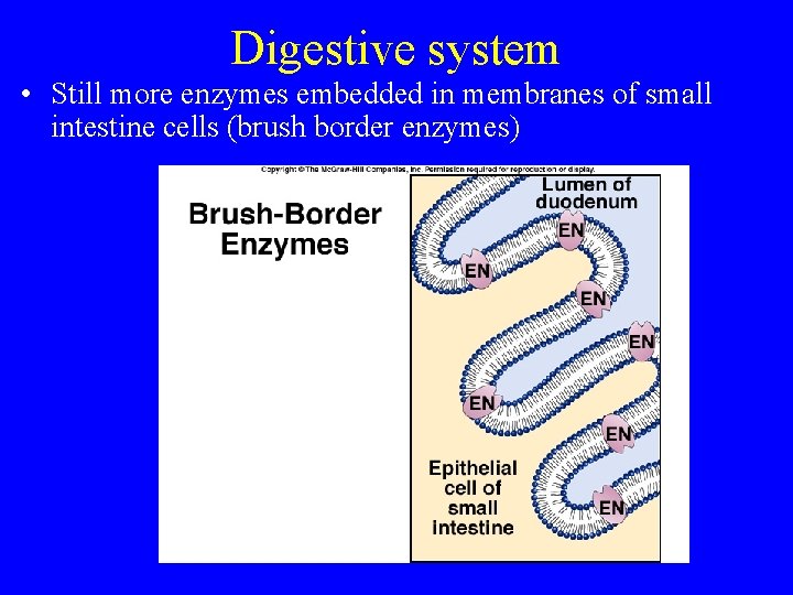 Digestive system • Still more enzymes embedded in membranes of small intestine cells (brush