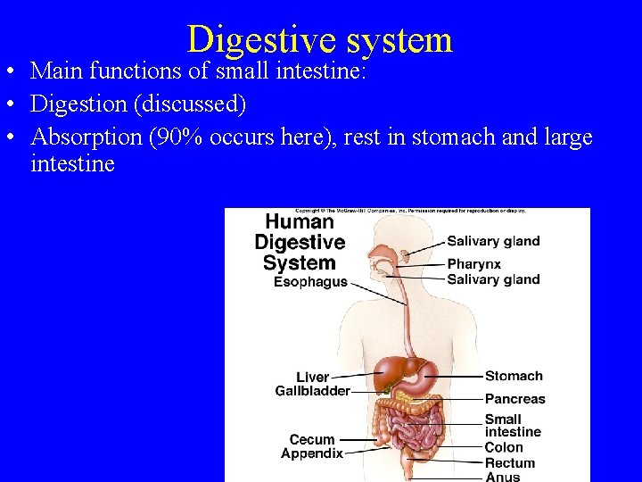 Digestive system • Main functions of small intestine: • Digestion (discussed) • Absorption (90%