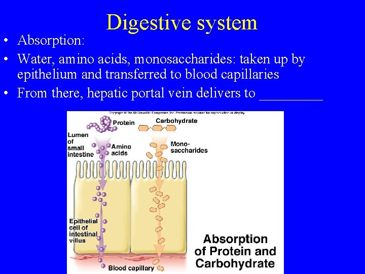 Digestive system • Absorption: • Water, amino acids, monosaccharides: taken up by epithelium and