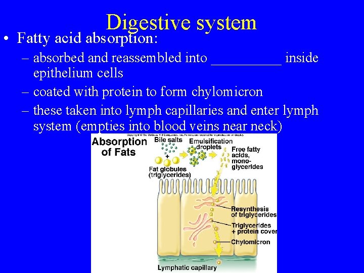 Digestive system • Fatty acid absorption: – absorbed and reassembled into _____ inside epithelium