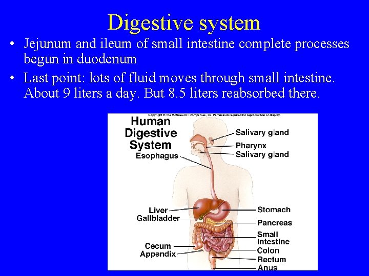 Digestive system • Jejunum and ileum of small intestine complete processes begun in duodenum