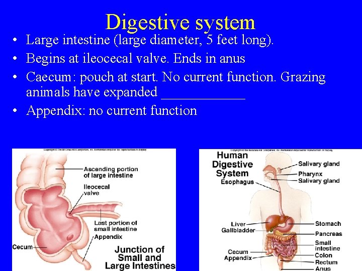 Digestive system • Large intestine (large diameter, 5 feet long). • Begins at ileocecal