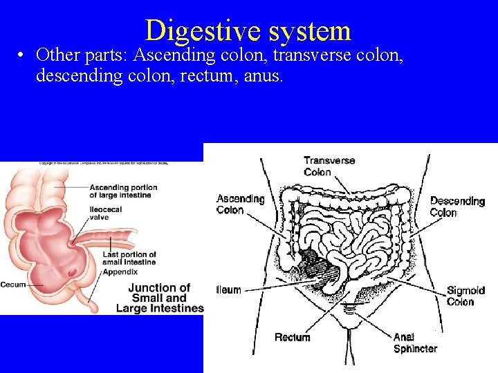 Digestive system • Other parts: Ascending colon, transverse colon, descending colon, rectum, anus. 