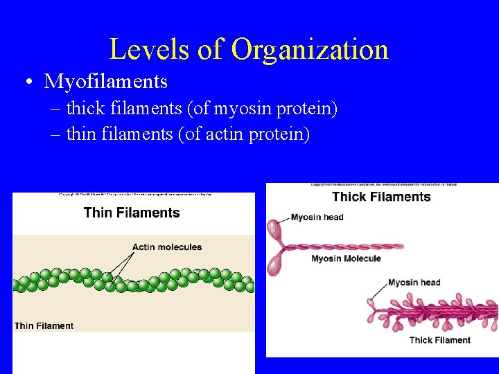 Levels of Organization • Myofilaments – thick filaments (of myosin protein) – thin filaments