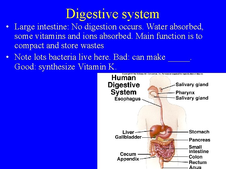 Digestive system • Large intestine: No digestion occurs. Water absorbed, some vitamins and ions