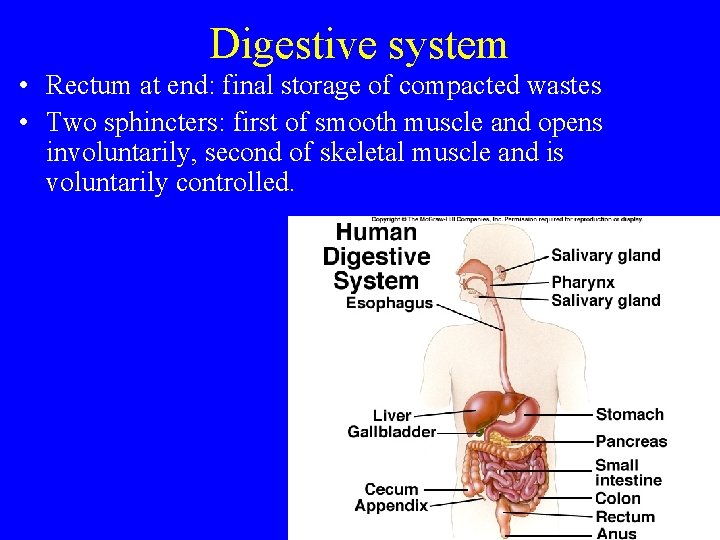 Digestive system • Rectum at end: final storage of compacted wastes • Two sphincters: