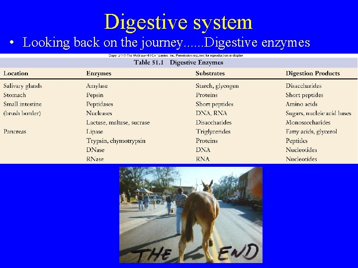 Digestive system • Looking back on the journey. . . Digestive enzymes 