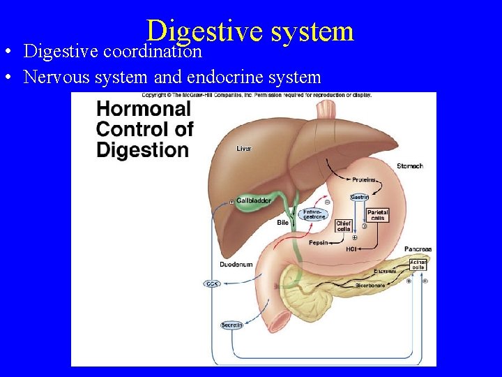 Digestive system • Digestive coordination • Nervous system and endocrine system 